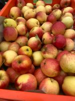 Bio Äpfel ungespritzt aus Natur Garten Darß - Ostseebad Wustrow Vorschau
