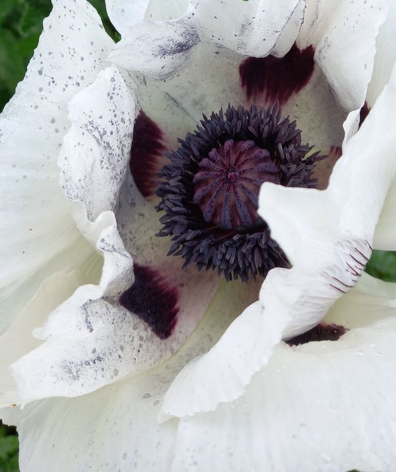 Orientalischer Mohn weiß in Berlin