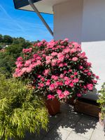 TOP GESUND Rhododendron Baum Pink 210cm x 200cm in 80cm Topf Hessen - Eppstein Vorschau