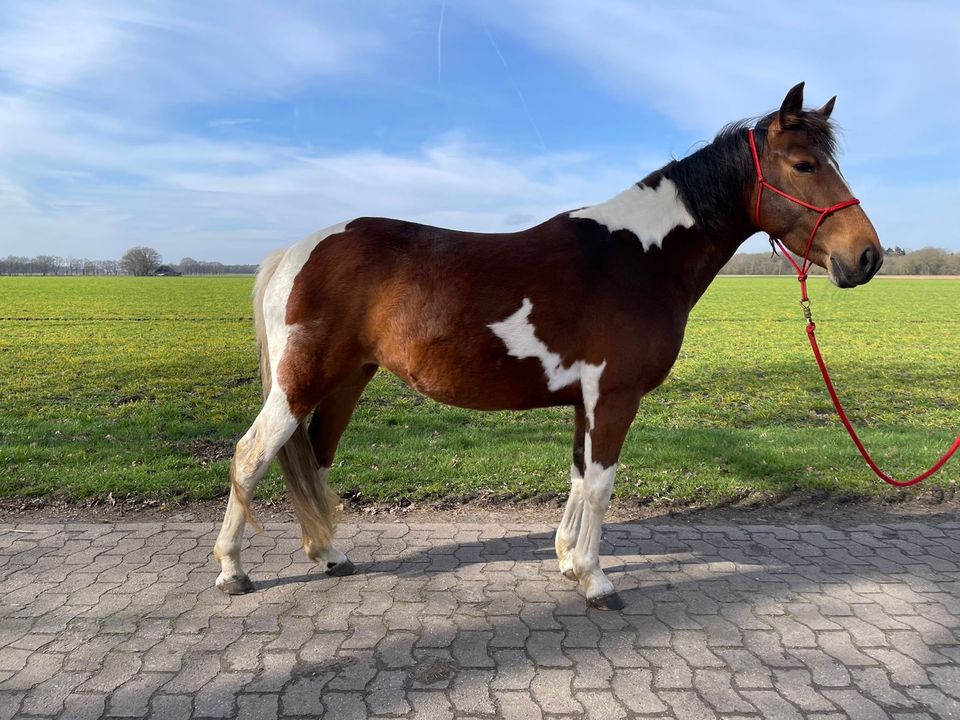 Lewitzer Stute 7 Jahre, Pony in Varrel