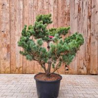 Mädchenkiefer - Pinus parviflora 'Pentaphylla Glauca" Bayern - Pfakofen Vorschau