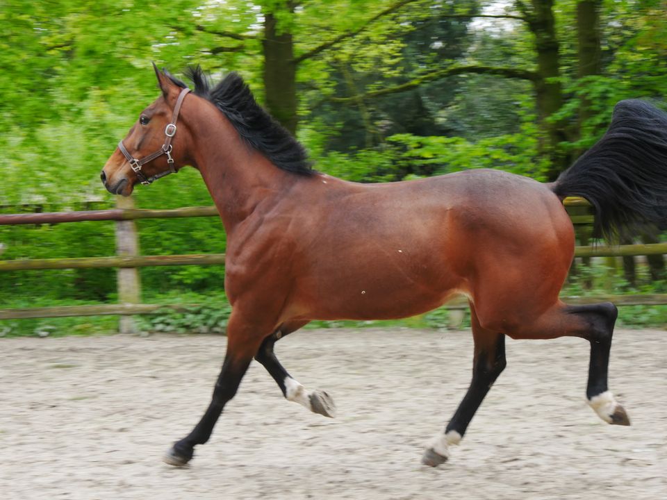 Freizeitpferd, Beistell Pferd , Beisteller, Trottatore Italiano in Dorsten