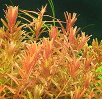 Rotala rotundifolia Chemnitz - Sonnenberg Vorschau