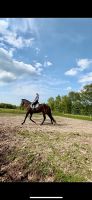 Oldenburger Springpferd Niedersachsen - Aurich Vorschau