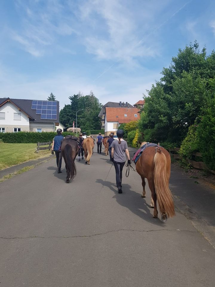 2-3tägige Wander- und Sternritte auf Islandpferden in Münchhausen