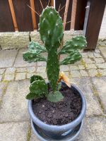 Kaktus echte Pflanze Baden-Württemberg - Filderstadt Vorschau