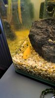 4x Fische Aquarium Terrarium Labidochromis Yellow Malawi Fish Eimsbüttel - Hamburg Eidelstedt Vorschau