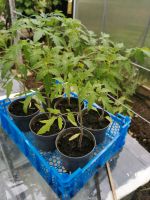 Tomaten Pflanzen Köln - Kalk Vorschau