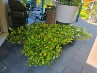 6 x Pflanzen Skimmia im Topf Nordrhein-Westfalen - Meerbusch Vorschau