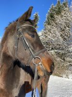 Reitbeteiligung zu vergeben Güstrow - Landkreis - Warnkenhagen Vorschau