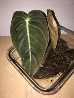 Philodendron melanochrysum Ableger Stuttgart - Stuttgart-Ost Vorschau