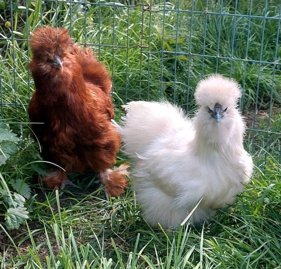 Hühner Seidenhühner Zwergseidenhühner USA in Menslage