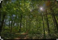 Wald Forst Hauberg Waldgenossenschaft Brennholz Nordrhein-Westfalen - Siegen Vorschau