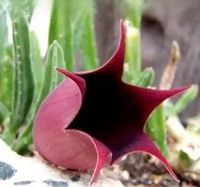 Zimmerpflanze Stapelia Leendertziae Jungpflanze Nordrhein-Westfalen - Menden Vorschau