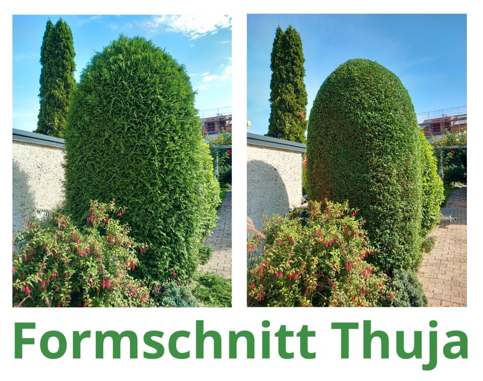 Baumfällung, Baumpflege, Heckenschnitt, Gartenpflege, Rasenpflege in Besigheim