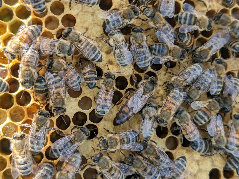 Standbegattet Buckfastkönigin Wirtschaftskönigin imkerei in Westerrönfeld