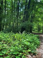 Waldbaden im Taunus bei Frankfurt Frankfurt am Main - Rödelheim Vorschau