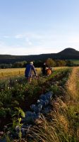 Mitmachacker / Solawi / Schrebergarten / biologischer Ackerbau Baden-Württemberg - Deilingen Vorschau