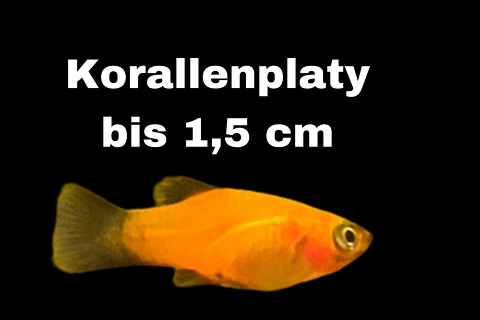 Korallenplatys Orange in Dortmund