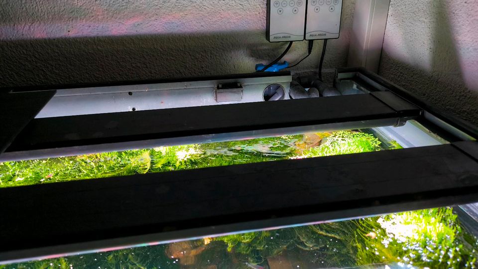 Aquarium Aquascape in Hamm