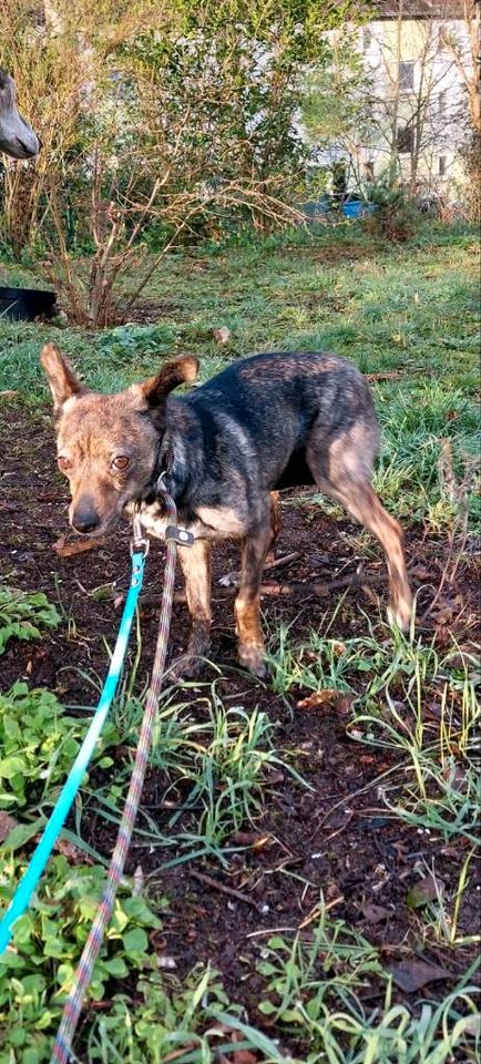 Amiga Mischling Tierschutz Hund Hündin in Langen (Hessen)