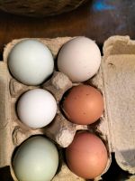Eier Eier von glücklichen Hühnern Bio-Eier Thüringen - Suhl Vorschau