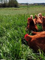 Hühner aus Freilandhaltung Bayern - Horgau Vorschau