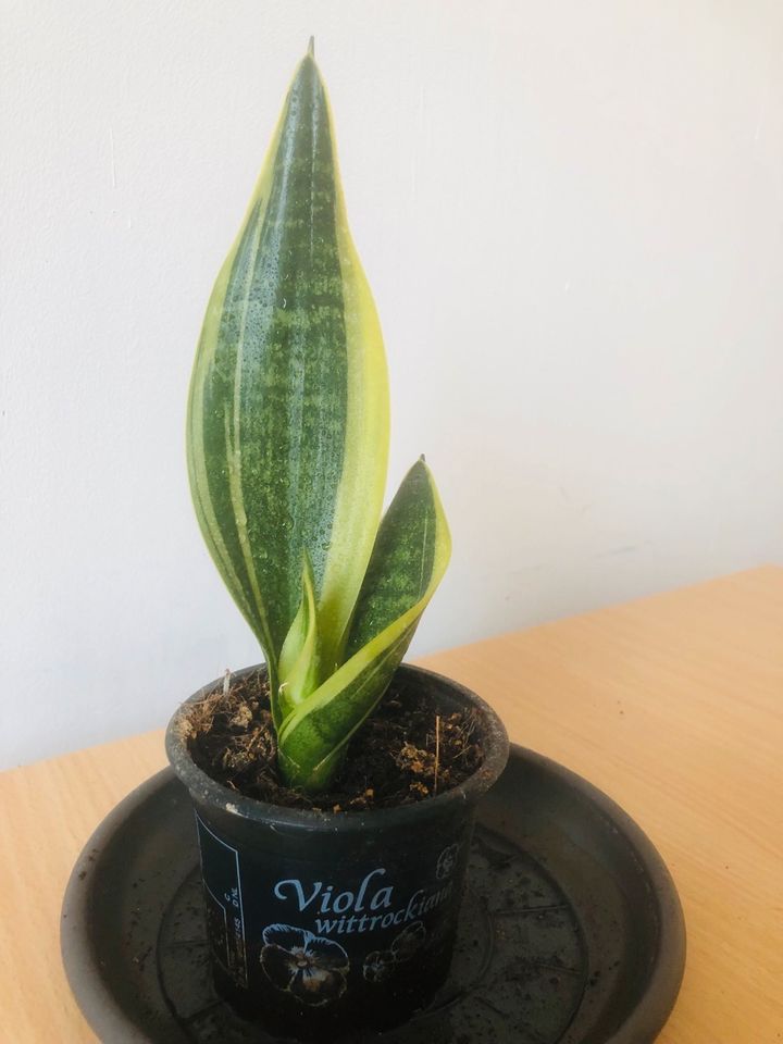 verschiedene Sansevierias, Snake plant, Zimmerpflanze in Berlin