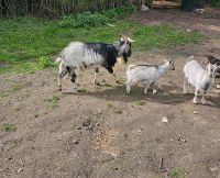 Drei Ziege zu verkaufen Nordrhein-Westfalen - Hückelhoven Vorschau