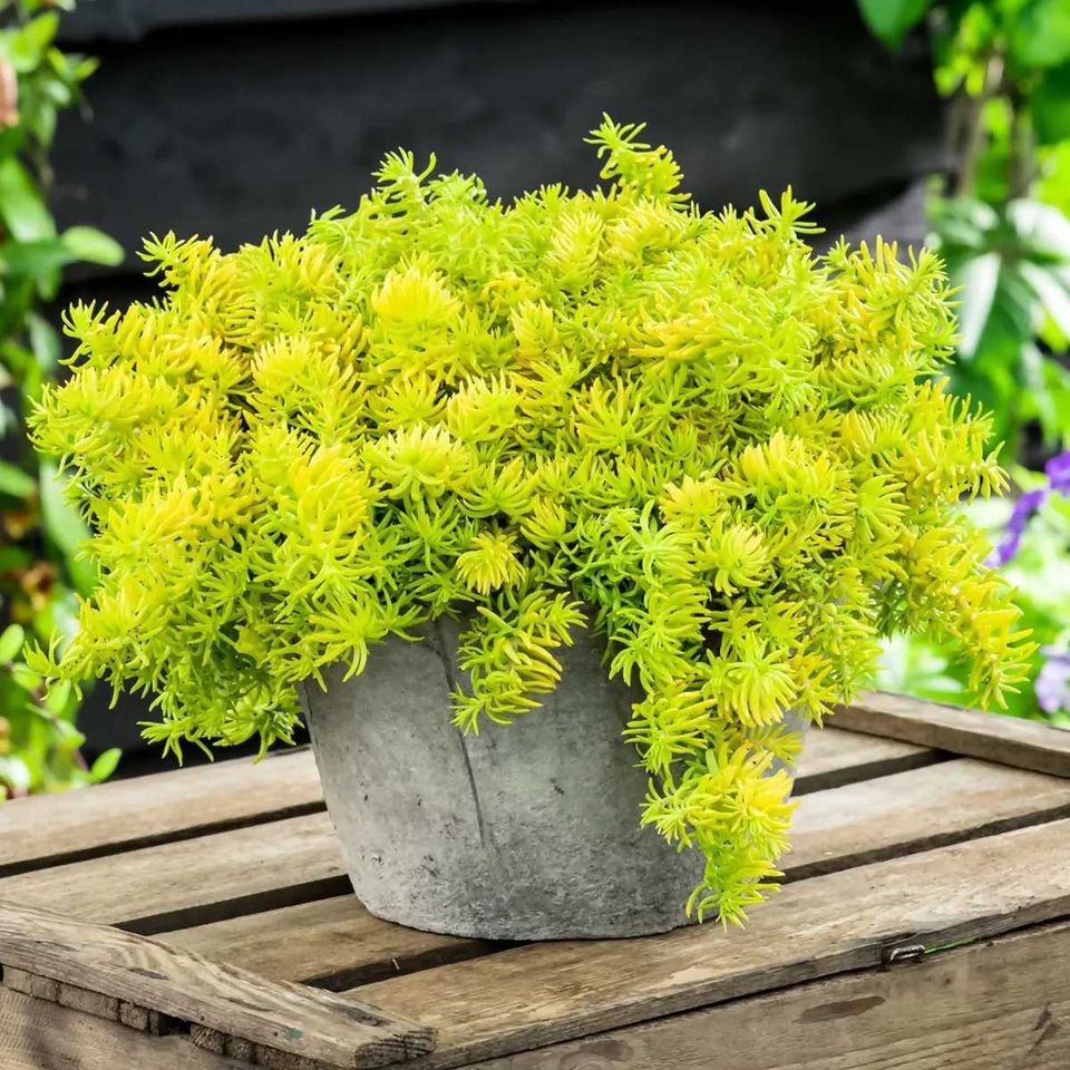 SEDUM    Dickblattgewächs in Brandenburg an der Havel