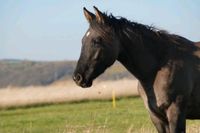 Quarter Horse/ Grullo/geb 2021 Thüringen - Schmiedehausen Vorschau