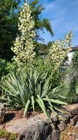 Garten Yucca Palmlilie Baden-Württemberg - Haßmersheim Vorschau