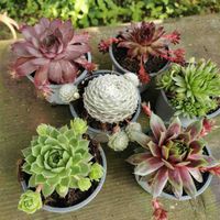 6 x Sempervivum Hauswurz Bayern - Edelsfeld Vorschau