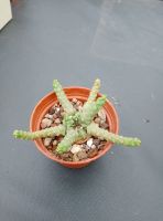 Euphorbia gorgonis caudex Rarität Sachsen - Radeburg Vorschau