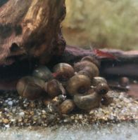 Posthornschnecken + Blasenschnecken Bayern - Waging am See Vorschau