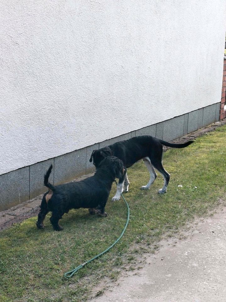 Hundetreff / Spielstunde / Gassi-gehen in Premnitz