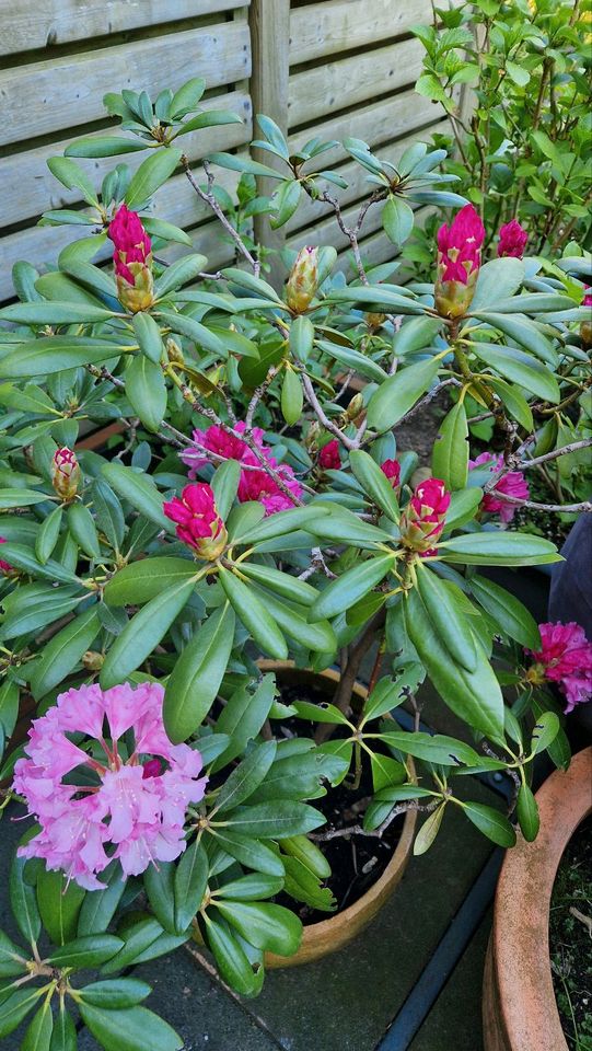 Rhododendron im Topf in Kiel