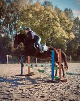 Reitbeteiligung (Reiter sucht Pferd) Sachsen - Zittau Vorschau