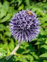 Kugeldistel - "Bienenpflanze" Kiel - Kronshagen Vorschau