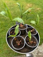 Blutblume rote Blüten Haemantus Scadoxus Baden-Württemberg - Bühl Vorschau