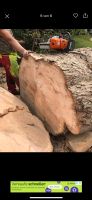 Massiver Baumstamm Ahorn über 100jahre alt Nordrhein-Westfalen - Velbert Vorschau