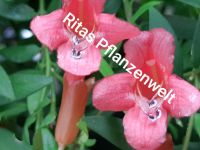 Aeschynanthus Sinnblume Zimmerpflanze Sammlerstück Bayern - Stephanskirchen Vorschau