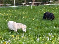 Suchen Grünfläche zum Mähen/ Weiden rund ums Remmeker Feld Hessen - Bad Arolsen Vorschau