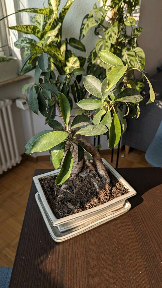 Bonsai inkl. Schale und Untersetzer Keramik in Filderstadt