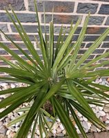 Trachycarpus Fortunei Hanfpalme Nachzucht  Gesamthöhe ca. 60 cm Nordrhein-Westfalen - Rheinberg Vorschau