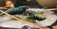 Caridina Garnelen aus Boa-Stamm Thüringen - Krayenberggemeinde Vorschau