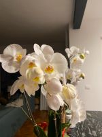 Orchideenzweige für Brautstrauß Hannover - Bothfeld-Vahrenheide Vorschau