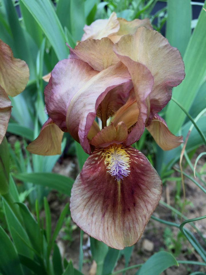 Schwertlilie Iris Zwerg Nana viele Sorten Zwergiris Lilie in Liebenau