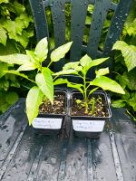 Paprika Pflanzen Bio 2x Sorte Liebesapfel Bayern - Konradsreuth Vorschau