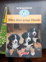 Alles über junge Hunde Bayern - Falkenberg Oberpf Vorschau